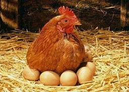 Kakelverse eieren 10 stuks