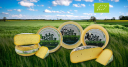 Biologische kaas pikant Biologische kaas pikant